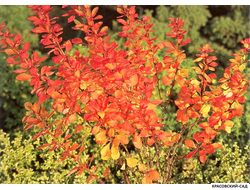 Барбарис Поувов - Powwow