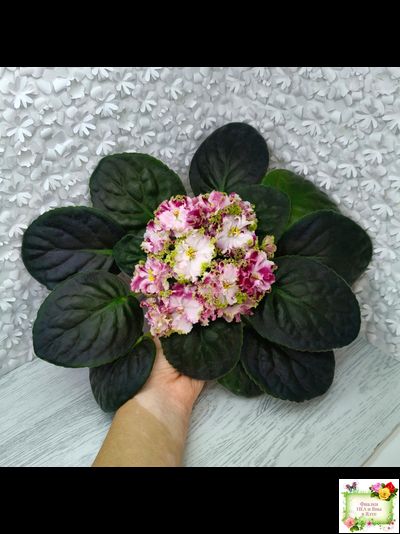 КО-Петушок Золотой Гребешок (О. Кособокова) 2016