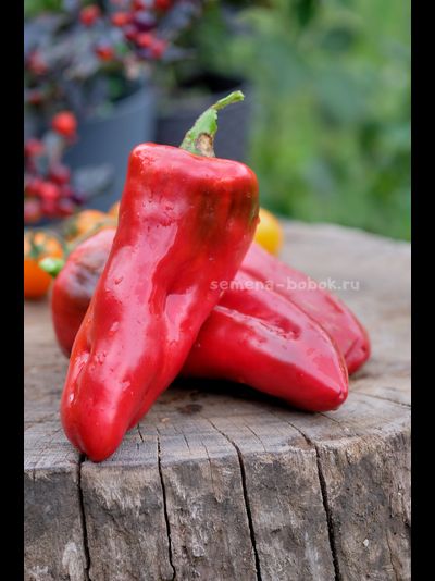 Перец сладкий Гена, 10 шт