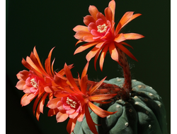 Matucana madisoniorum (Чехия) - 10 семян