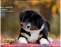 щенок mas - девочка с ЖЕЛТЫМ ошейничком Д-2025, окрас черный триколор, на фото возраст 2 мес