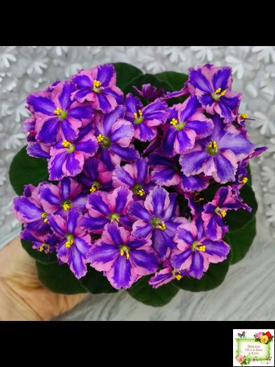 СГ-Каспер (И.Киселёва/С.Голубцова) химера