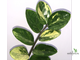 Замиокулькас вариегатный / Z. Short leaf variegated