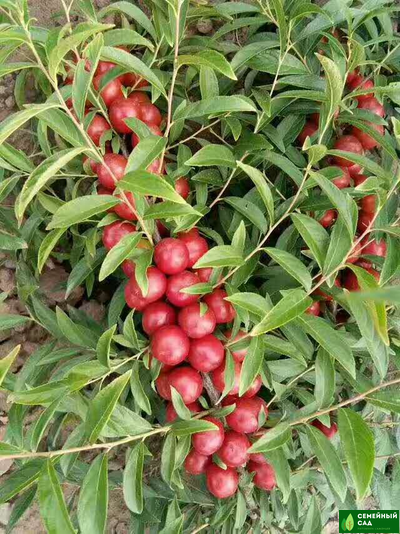 СВГ "Гайовата"