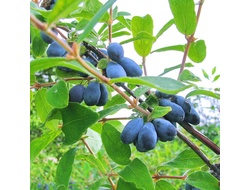 Жимолость Бореал Близзард (Boreal Blizzard)