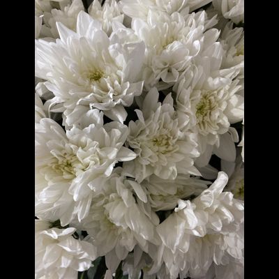 Кустовая пушистая Балтика 15 шт