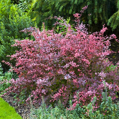 Барбарис Тунберга Rose Glow