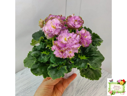 ЛЕ-Медуница (Е. Лебецкая) 2020 г. (сортовая омоложенная розетка)