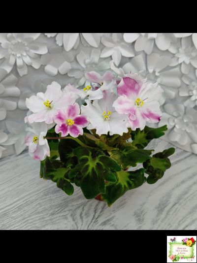 АВ-Птица Певчая (Фиалковод) 2022 г. (лист посажен 29.01.26)