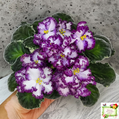 АВ-Навсегда (Фиалковод) 2021 г. (лист посажен 03.11.25)