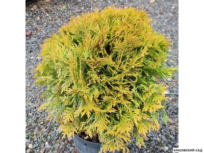 Туя Меджем - Mirjam