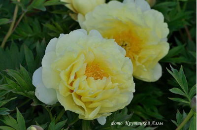 Пион Bartzella (Барцелла)