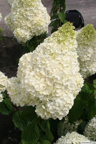 Купить Гортензия метельчатая Силвер Доллар в Москве - Фото - Красовский-Сад.рф