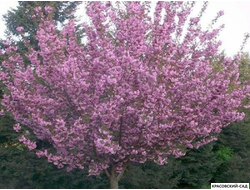 Вишня Роял Бургунди - Royal Burgundy