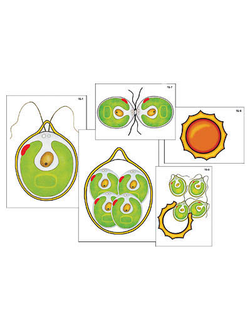 Модель-аппликация "Размножение одноклеточной водоросли" (ламинированная)