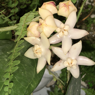 Hoya griffithii splash