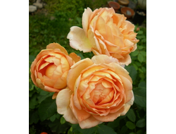 Роза Леди оф Шалот (Lady of Shalott), ОКС, Россия