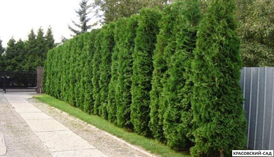 Туя Колумна - Columna