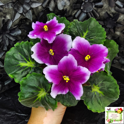 ЛФ-Посмотри в Глаза (Л. Федосеева) 2022 г. (стартер сорт)