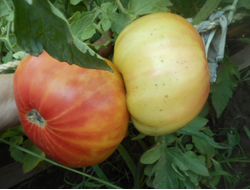 Томат Деревенский (HILBILLY)