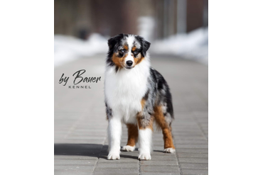 мать FAWN C PARIS DE BAUER /Ричес/