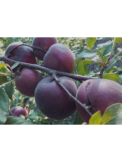 Абрикос "Черный принц" (Средний), ЗКС