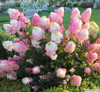 Гортензия Самарская Лидия