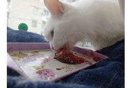 Ксения: У меня двое питомцев, и оба обожают натуральные корма! Мопс по имени Кузьмич. Обожает есть рацион "Витаминный". Наша ангора Каролина...у нее проблемы с желудком, поэтому корм мы подбирали очень аккуратно. И ей подошел "Гастро+". 