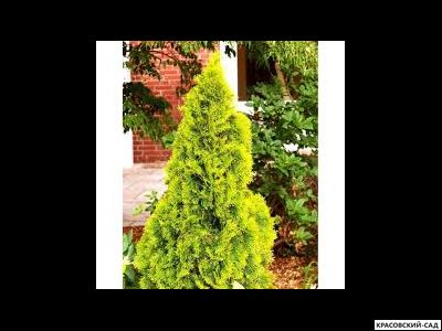 Туя Голд Брабант - Gold Brabant