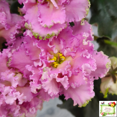 РМ-Саломея (Н. Скорнякова) 2019 г.