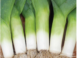 Лук-порей Панчо, 9 шт