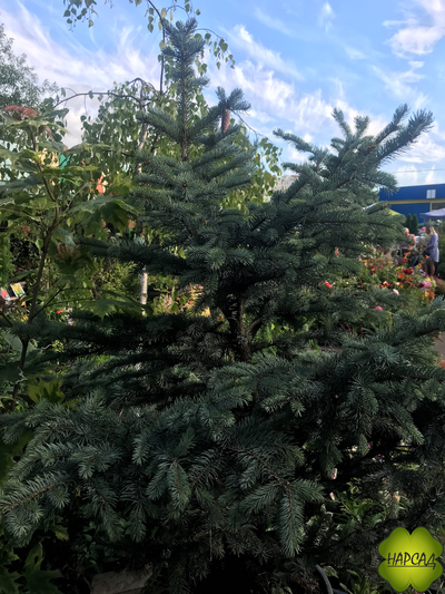 ЕЛЬ колючая "ХУПСИ" (саженец 150-190 см)