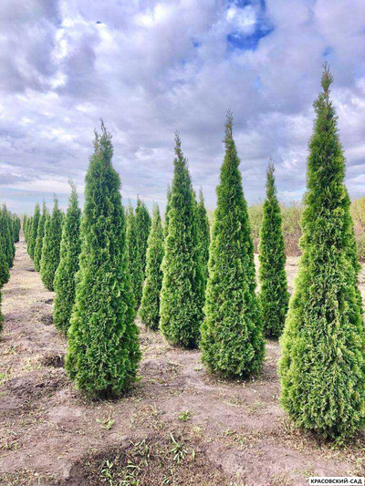 Туя Смарагд - Smaragd 3 метра