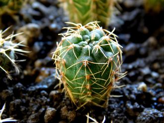 Gymnocalycium baldianum aff.VG-572 (D=10мм)