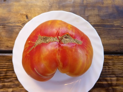 Томат Холли 12 (Holly’s 12)