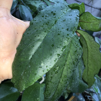 Hoya Ranauensis (Sp. Borneo)