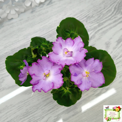 АВ-Девочка с Севера (Фиалковод) 2021 г. (лист посажен 04.09.25)