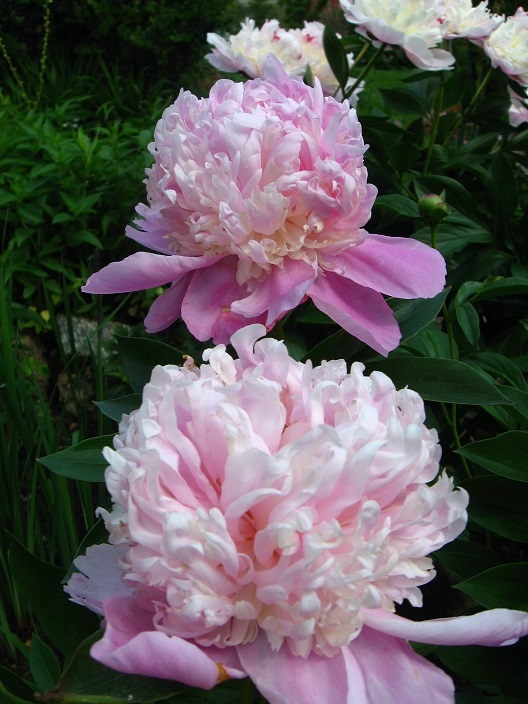 ПИОНЫ \PEONIA\ - олимпиада-80