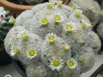 Mammillaria Plumosa