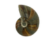 моллюск, ископаемый, ракушка, наутилус, трилобит, аммонит, археология, окаменелость, древняя