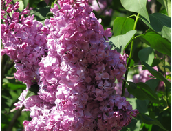 Дочь Тамара