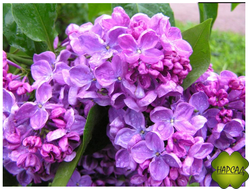 Сирень "КОСМОС"