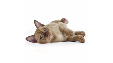 бурма шоколад