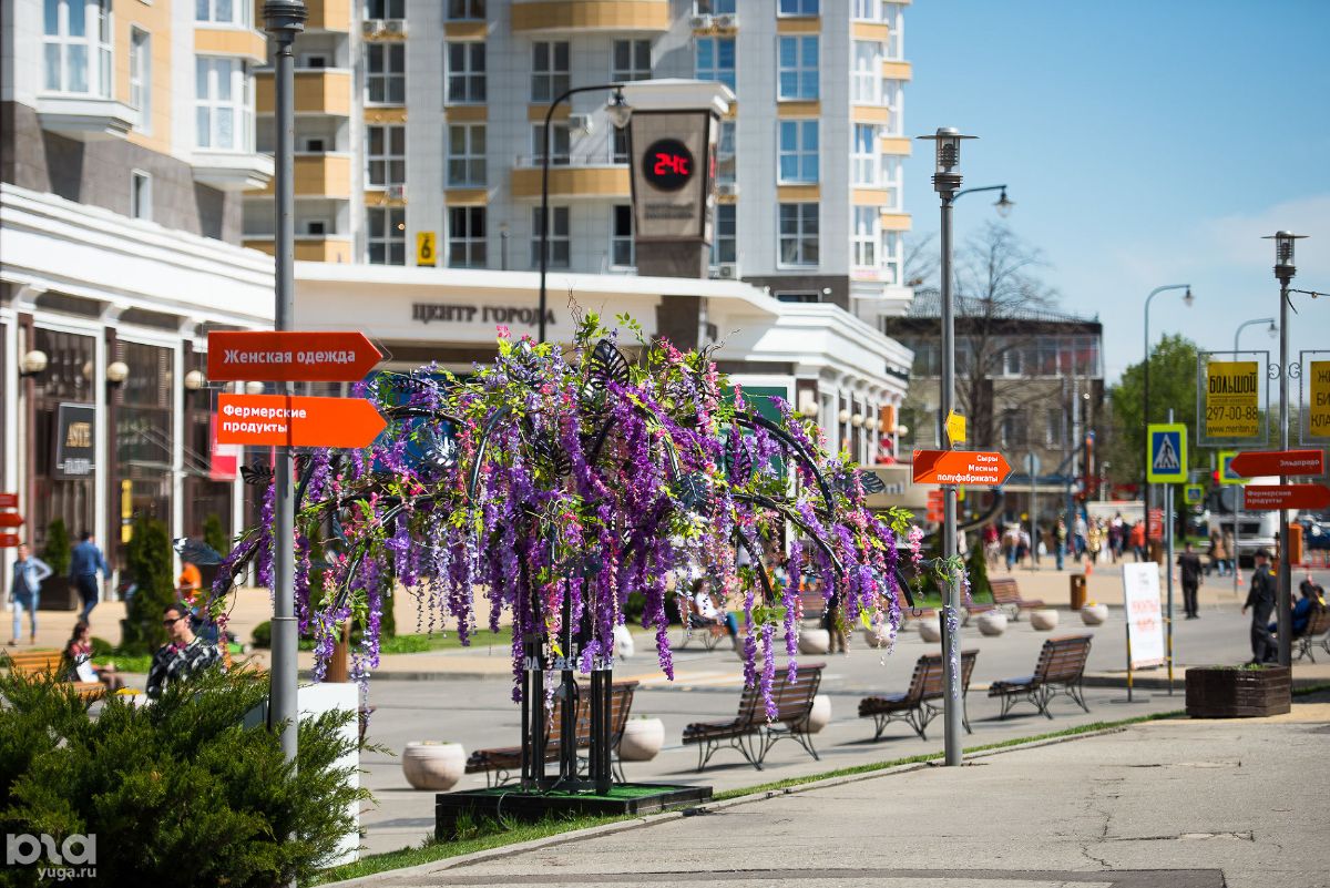 Ставропольская цветет Краснодар