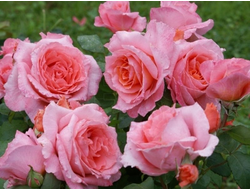 Анститьюе Люмьер (Institut Lumiere)