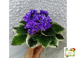 ВаТ-Ливень (Т.Валькова) 2018 г.