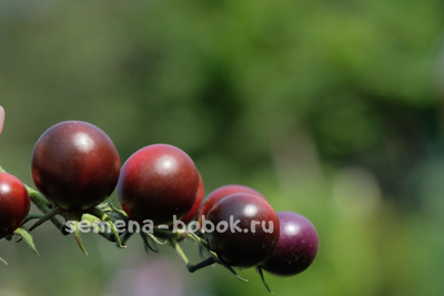 Томат Черри Смурфиника, 10 шт