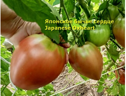 СЕМЕНА ТОМАТОВ