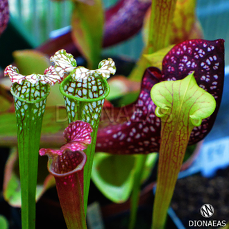 SARRACENIA MIX