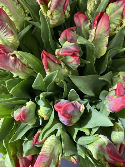 Тюльпаны  51 шт